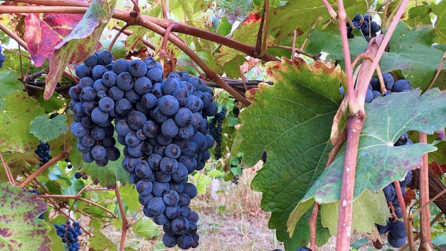 Lambrusco